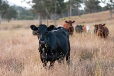 İngiltere 'de bir çiftlikte sığır eti. Baharda çayırda otlayan İngiliz sığırları. Sürdürülebilir bir çiftlikteki çayırda büyüyen yeşil çimenler.