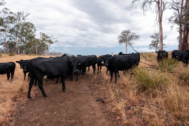 İngiltere 'de bir çiftlikte sığır eti. Baharda çayırda otlayan İngiliz sığırları. Sürdürülebilir bir çiftlikteki çayırda büyüyen yeşil çimenler.