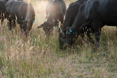 İngiltere 'de bir çiftlikte sığır eti. Baharda çayırda otlayan İngiliz sığırları. Sürdürülebilir bir çiftlikteki çayırda büyüyen yeşil çimenler.