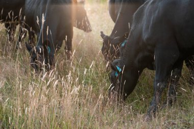 İngiltere 'de bir çiftlikte sığır eti. Baharda çayırda otlayan İngiliz sığırları. Sürdürülebilir bir çiftlikteki çayırda büyüyen yeşil çimenler.