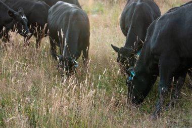 İngiltere 'de bir çiftlikte sığır eti. Baharda çayırda otlayan İngiliz sığırları. Sürdürülebilir bir çiftlikteki çayırda büyüyen yeşil çimenler.