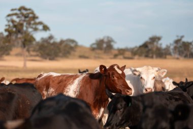 İngiltere 'de bir çiftlikte sığır eti. Baharda çayırda otlayan İngiliz sığırları. Sürdürülebilir bir çiftlikteki çayırda büyüyen yeşil çimenler.