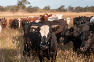 İngiltere 'de bir çiftlikte sığır eti. Baharda çayırda otlayan İngiliz sığırları. Sürdürülebilir bir çiftlikteki çayırda büyüyen yeşil çimenler.