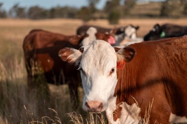 İngiltere 'de bir çiftlikte sığır eti. Baharda çayırda otlayan İngiliz sığırları. Sürdürülebilir bir çiftlikteki çayırda büyüyen yeşil çimenler.