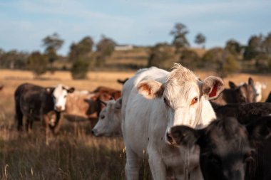 İngiltere 'de bir çiftlikte sığır eti. Baharda çayırda otlayan İngiliz sığırları. Sürdürülebilir bir çiftlikteki çayırda büyüyen yeşil çimenler.