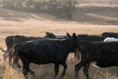 İngiltere 'de bir çiftlikte sığır eti. Baharda çayırda otlayan İngiliz sığırları. Sürdürülebilir bir çiftlikteki çayırda büyüyen yeşil çimenler.