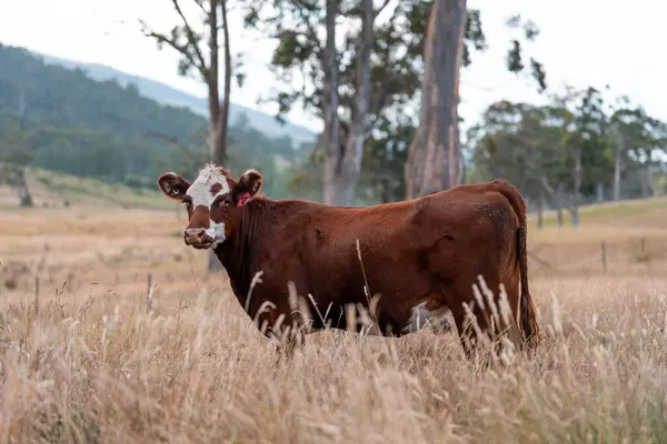 Avustralya 'daki güzel sığırlar ot yer, otlakta otlarlar. Bir tarım çiftliğinde büyüyen sığır sürüsü.. 