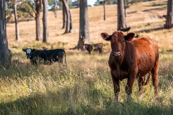 Avustralya 'da sığır çiftliğinde otlayan sığır ve dana eti. Angus ve wagyu cinsleri