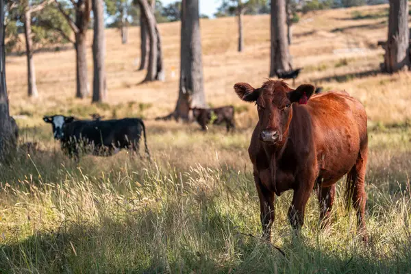 Avustralya 'daki güzel sığırlar ot yer, otlakta otlarlar. Bir tarım çiftliğinde büyüyen sığır sürüsü.. 