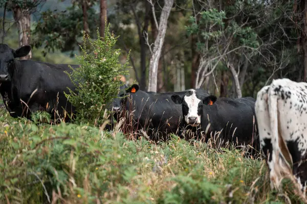 organik, yenilenebilir, sürdürülebilir tarım çiftliği wagyu sığır eti üretiyor. Çayırda otlayan sığırlar. Bir tarlada inek.