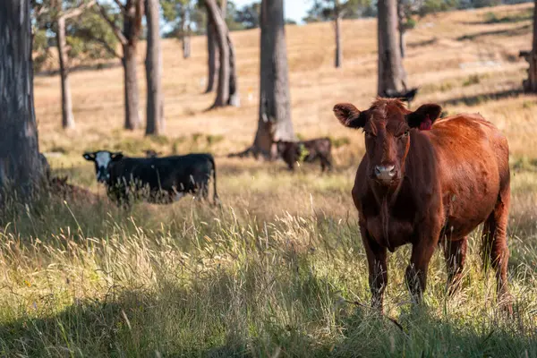 organik, yenilenebilir, sürdürülebilir tarım çiftliği wagyu sığır eti üretiyor. Çayırda otlayan sığırlar. Bir tarlada inek.