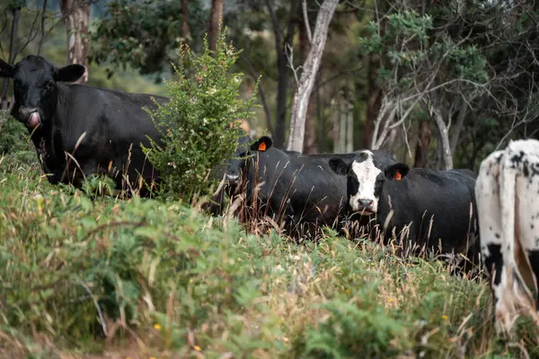 organik, yenilenebilir, sürdürülebilir tarım çiftliği wagyu sığır eti üretiyor. Çayırda otlayan sığırlar. Bir tarlada inek.