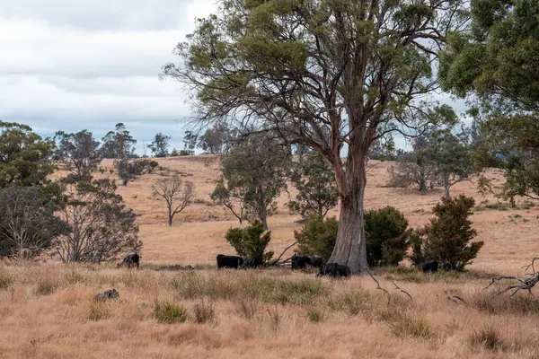 Yenilenebilir tarım çiftliğinde büyüyen çayırlar ve otlar. İlkbaharda Avustralya 'da karbon depolayan yerel bitkiler
