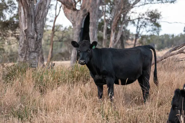 İngiltere 'de bir çiftlikte sığır eti. Baharda çayırda otlayan İngiliz sığırları. Sürdürülebilir bir çiftlikteki çayırda büyüyen yeşil çimenler.