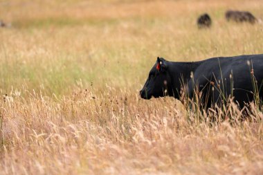 Uzun otların içinde sığır sürüsü Avustralya 'da bir otlakta akşam karanlığında otluyor.