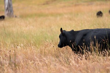 Avustralya 'nın taşrasında bir tarım çiftliğinde uzun otların arasında sürdürülebilir siyah wagyu inekleri sürüsü. iklim değişikliğindeki yenilik 