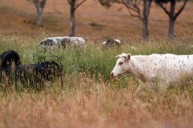 Uzun otların içinde sığır sürüsü Avustralya 'da bir otlakta akşam karanlığında otluyor.
