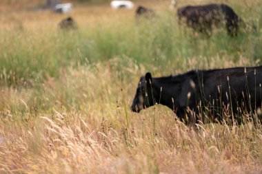 Uzun otların içinde sığır sürüsü Avustralya 'da bir otlakta akşam karanlığında otluyor.
