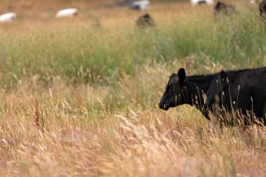 Avustralya 'nın taşrasında bir tarım çiftliğinde uzun otların arasında sürdürülebilir siyah wagyu inekleri sürüsü. iklim değişikliğindeki yenilik 