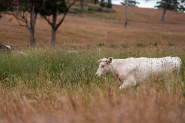 Avustralya 'nın taşrasında bir tarım çiftliğinde uzun otların arasında sürdürülebilir siyah wagyu inekleri sürüsü. iklim değişikliğindeki yenilik 
