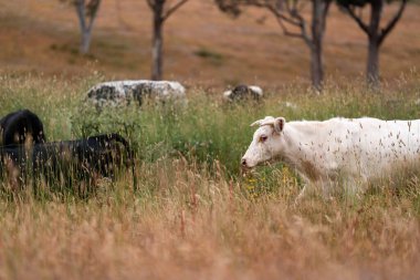 Uzun otların içinde sığır sürüsü Avustralya 'da bir otlakta akşam karanlığında otluyor.