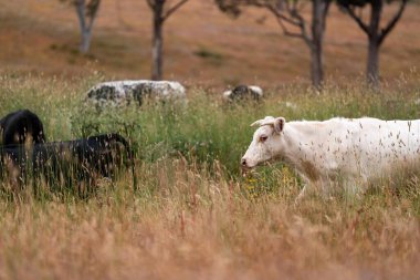 Avustralya 'nın taşrasında bir tarım çiftliğinde uzun otların arasında sürdürülebilir siyah wagyu inekleri sürüsü. iklim değişikliğindeki yenilik 