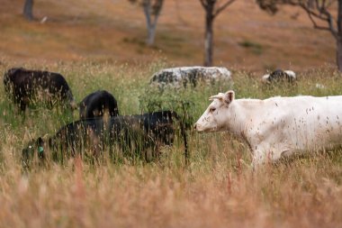 Tohum başları ile uzun otlar ve bir angus sürüsü ve murray gri inekler, öküzler ve boğalar çayırlarda otluyorlar ve yeni Zelanda 'da yaz mevsiminde sürdürülebilir güzel bir tarım çiftliğinde bir ağacın altında dinleniyorlar.