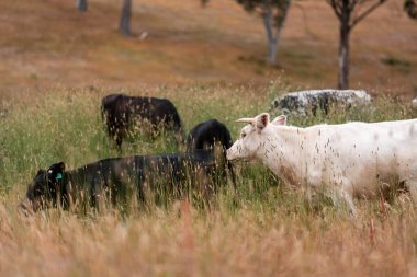 Avustralya 'nın taşrasında bir tarım çiftliğinde uzun otların arasında sürdürülebilir siyah wagyu inekleri sürüsü. iklim değişikliğindeki yenilik 