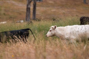 Uzun otların içinde sığır sürüsü Avustralya 'da bir otlakta akşam karanlığında otluyor.