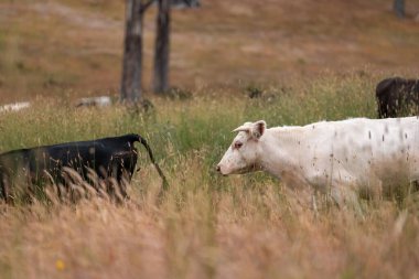 Avustralya 'nın taşrasında bir tarım çiftliğinde uzun otların arasında sürdürülebilir siyah wagyu inekleri sürüsü. iklim değişikliğindeki yenilik 