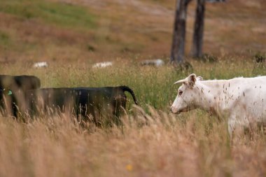 Tohum başları ile uzun otlar ve bir angus sürüsü ve murray gri inekler, öküzler ve boğalar çayırlarda otluyorlar ve yeni Zelanda 'da yaz mevsiminde sürdürülebilir güzel bir tarım çiftliğinde bir ağacın altında dinleniyorlar.