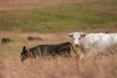 Avustralya 'nın taşrasında bir tarım çiftliğinde uzun otların arasında sürdürülebilir siyah wagyu inekleri sürüsü. iklim değişikliğindeki yenilik 