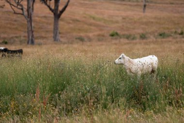 Uzun otların içinde sığır sürüsü Avustralya 'da bir otlakta akşam karanlığında otluyor.