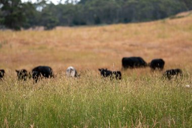 Avustralya 'nın taşrasında bir tarım çiftliğinde uzun otların arasında sürdürülebilir siyah wagyu inekleri sürüsü. iklim değişikliğindeki yenilik 