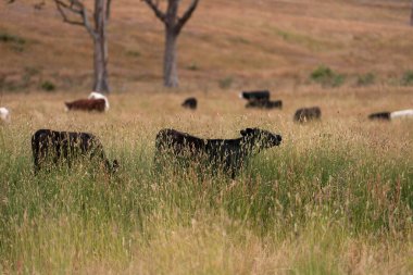 Tohum başları ile uzun otlar ve bir angus sürüsü ve murray gri inekler, öküzler ve boğalar çayırlarda otluyorlar ve yeni Zelanda 'da yaz mevsiminde sürdürülebilir güzel bir tarım çiftliğinde bir ağacın altında dinleniyorlar.