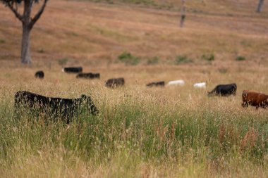 Uzun otların içinde sığır sürüsü Avustralya 'da bir otlakta akşam karanlığında otluyor.