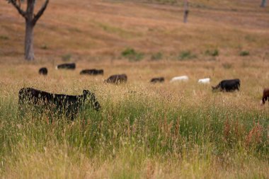 Avustralya 'nın taşrasında bir tarım çiftliğinde uzun otların arasında sürdürülebilir siyah wagyu inekleri sürüsü. iklim değişikliğindeki yenilik 