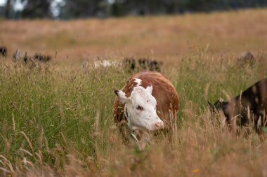 Avustralya 'nın taşrasında bir tarım çiftliğinde uzun otların arasında sürdürülebilir siyah wagyu inekleri sürüsü. iklim değişikliğindeki yenilik 
