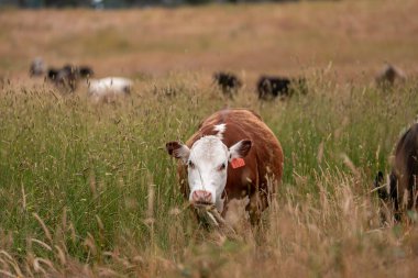 Uzun otların içinde sığır sürüsü Avustralya 'da bir otlakta akşam karanlığında otluyor.