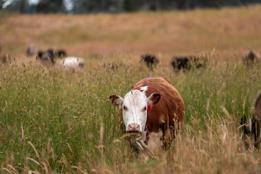 Tohum başları ile uzun otlar ve bir angus sürüsü ve murray gri inekler, öküzler ve boğalar çayırlarda otluyorlar ve yeni Zelanda 'da yaz mevsiminde sürdürülebilir güzel bir tarım çiftliğinde bir ağacın altında dinleniyorlar.