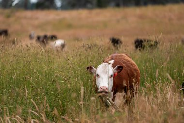 Uzun otların içinde sığır sürüsü Avustralya 'da bir otlakta akşam karanlığında otluyor.