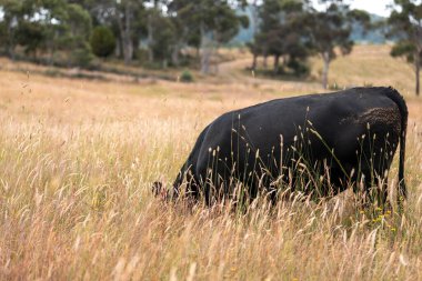 Uzun otların içinde sığır sürüsü Avustralya 'da bir otlakta akşam karanlığında otluyor.