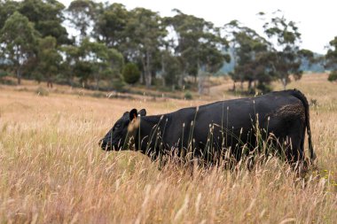 Uzun otların içinde sığır sürüsü Avustralya 'da bir otlakta akşam karanlığında otluyor.