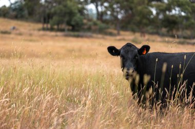 Uzun otların içinde sığır sürüsü Avustralya 'da bir otlakta akşam karanlığında otluyor.