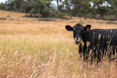Tohum başları ile uzun otlar ve bir angus sürüsü ve murray gri inekler, öküzler ve boğalar çayırlarda otluyorlar ve yeni Zelanda 'da yaz mevsiminde sürdürülebilir güzel bir tarım çiftliğinde bir ağacın altında dinleniyorlar.