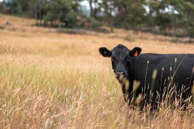 Avustralya 'nın taşrasında bir tarım çiftliğinde uzun otların arasında sürdürülebilir siyah wagyu inekleri sürüsü. iklim değişikliğindeki yenilik 