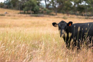 Avustralya 'nın taşrasında bir tarım çiftliğinde uzun otların arasında sürdürülebilir siyah wagyu inekleri sürüsü. iklim değişikliğindeki yenilik 