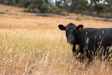 Uzun otların içinde sığır sürüsü Avustralya 'da bir otlakta akşam karanlığında otluyor.