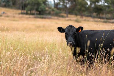 Tohum başları ile uzun otlar ve bir angus sürüsü ve murray gri inekler, öküzler ve boğalar çayırlarda otluyorlar ve yeni Zelanda 'da yaz mevsiminde sürdürülebilir güzel bir tarım çiftliğinde bir ağacın altında dinleniyorlar.