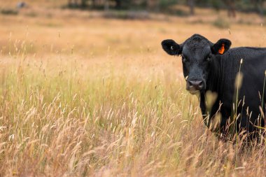 Uzun otların içinde sığır sürüsü Avustralya 'da bir otlakta akşam karanlığında otluyor.